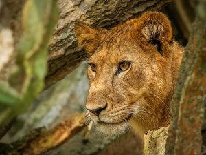 lion tracking