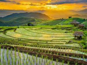 Groene rijstvelden in terrassen met water, uitgestrekt over heuvels in Noord-Thailand bij zonsondergang.