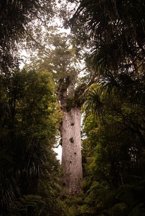Torenhoge eeuwenoude boom met een enorme ruwe stam omringd door dicht groen bos in een natuurgebied