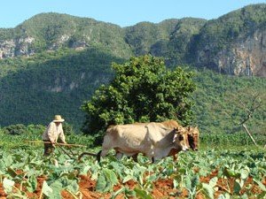 Boer ploegt een veld met twee ossen met groene bergen op de achtergrond bij Viñales in Cuba
