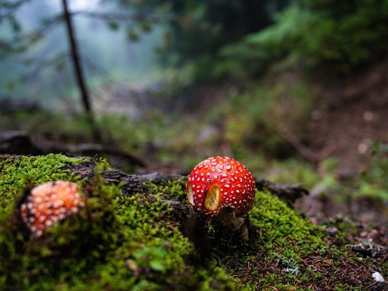 Rode paddenstoel met witte stippen op een met mos bedekte boomstam in een mistig bos in Albanië