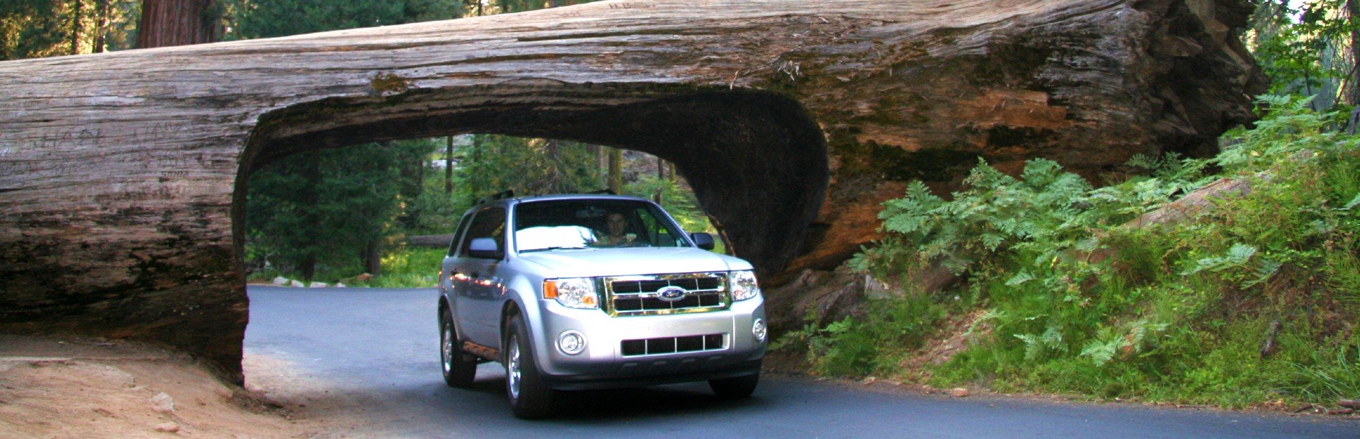 Sequoia