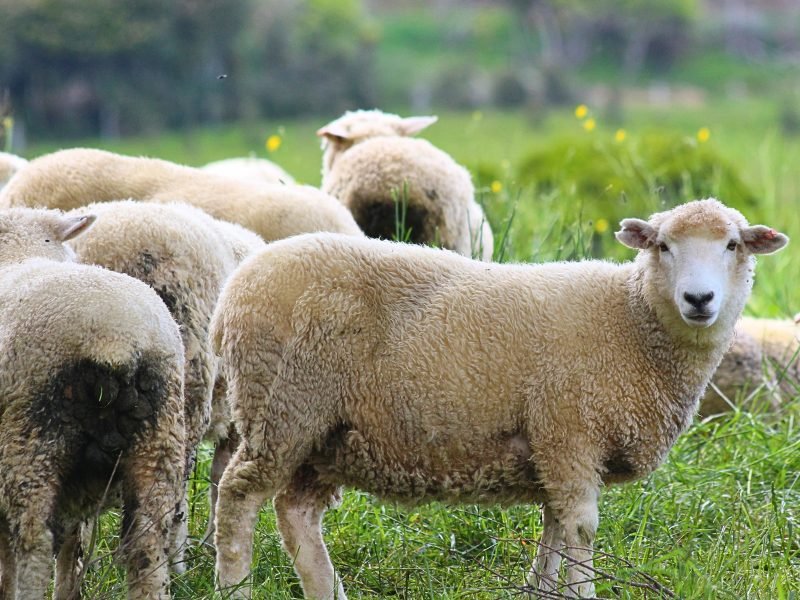Nieuw-Zeeland Catlin schaap