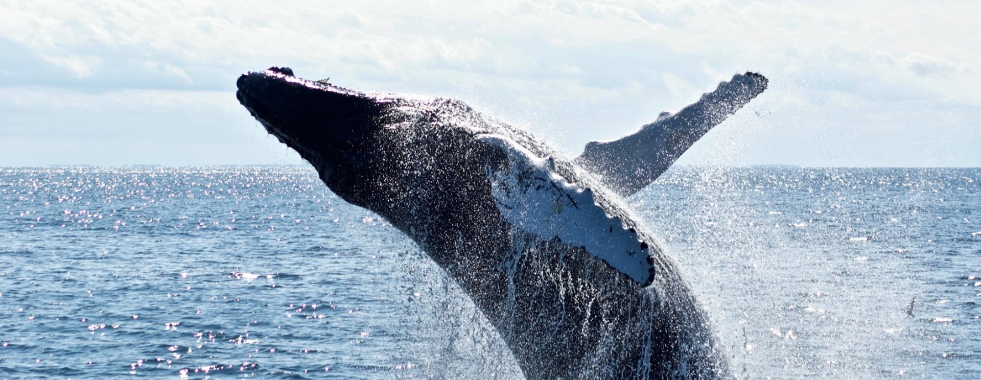 walvis in argentinie