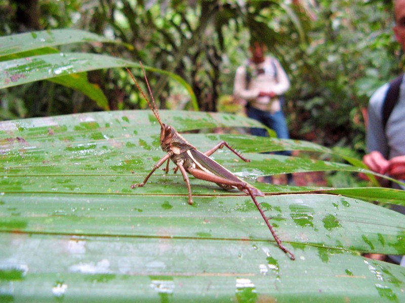 rurrenabaque dieren