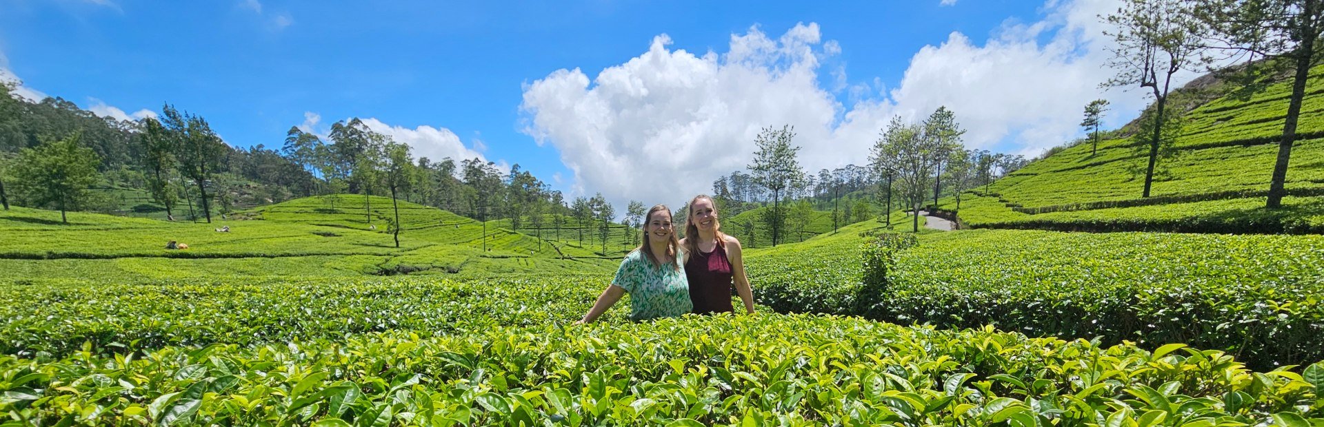 Sri Lanka - theevelden