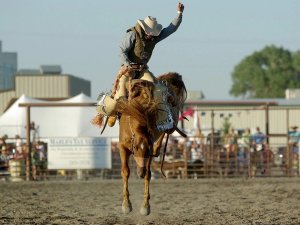 rodeo amerika