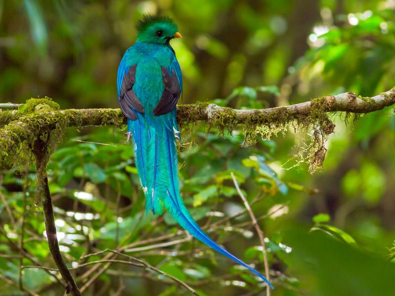 Costa Rica quetzal