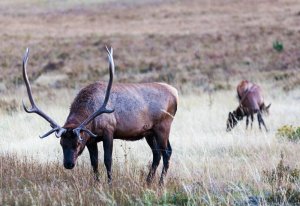 Wildlife in de Rocky Mountains