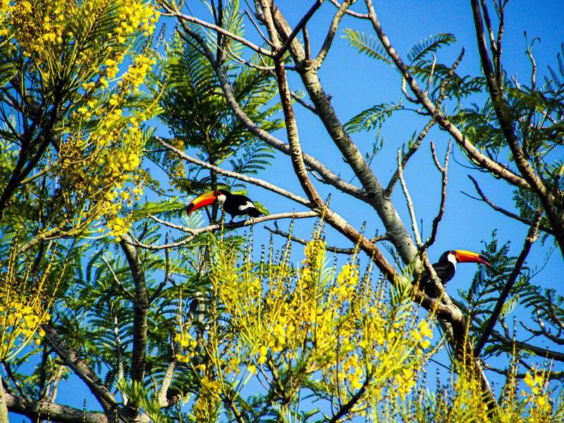 amazone wildlife