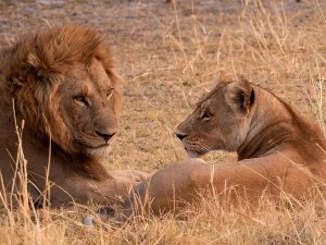 Leeuwen spotten op safari