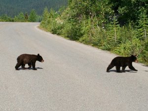 Beren op de weg in Canada