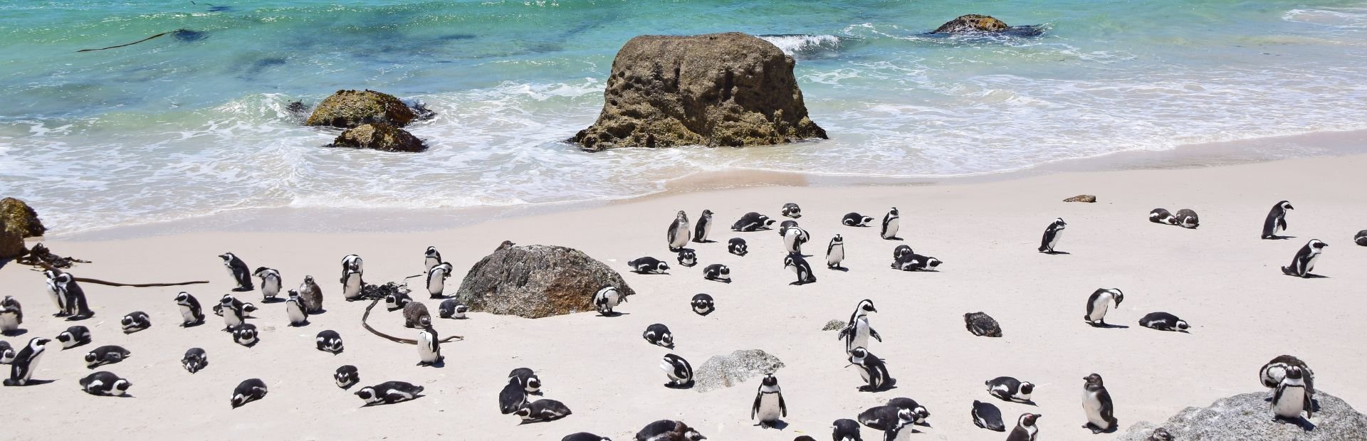 Veel pinguïns op een zandstrand met turquoise water en rotsen in Zuid-Afrika