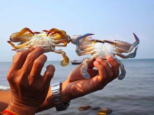 Krabben in Kep - Cambodja