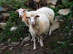 Twee witte schapen op rotsachtige grond in Albanië met groene begroeiing