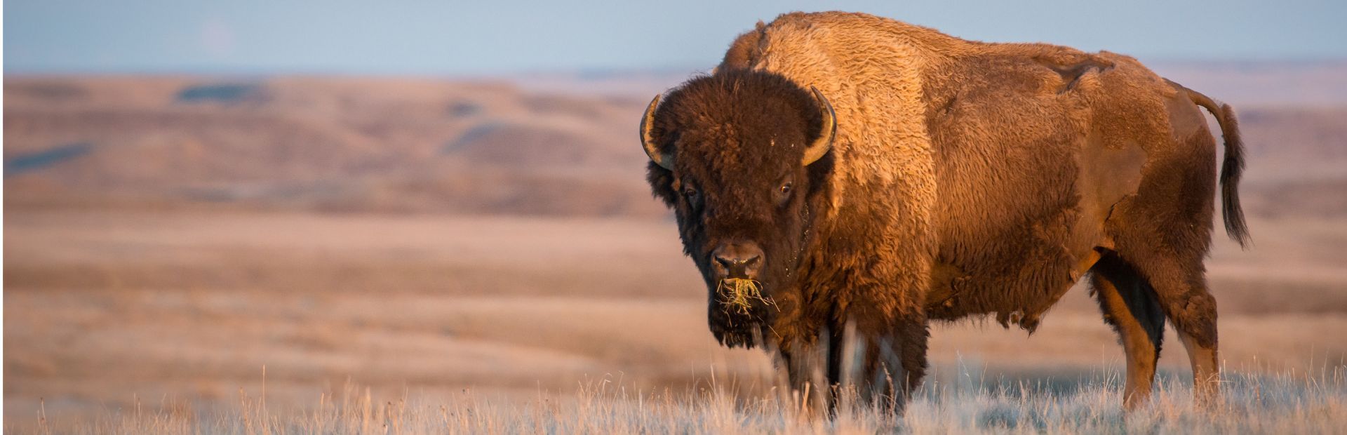 Bison op de prairie