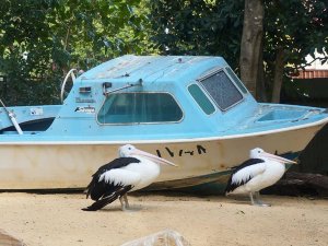 Dag excursie naar Blue Mountains vanuit Sydney