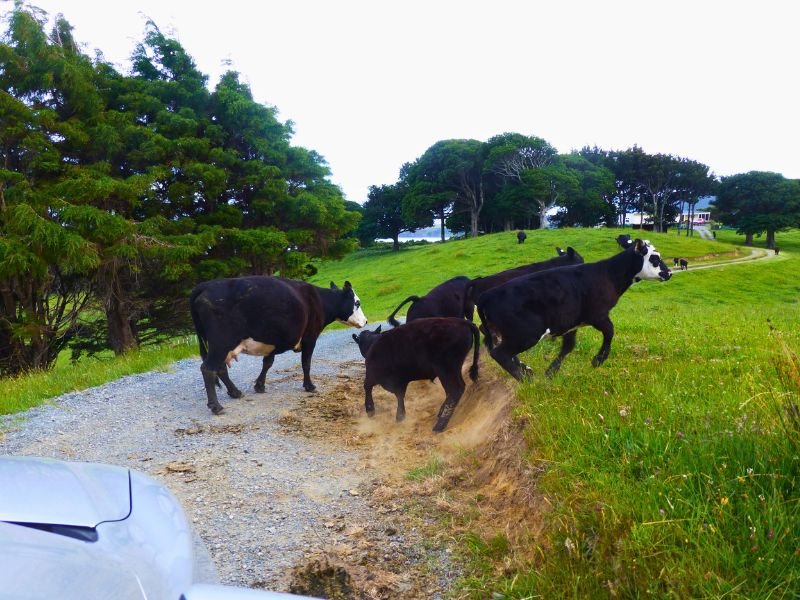 koeien in eastcape