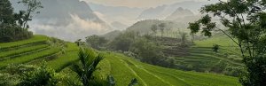 Rijstterrassen in Vietnam.