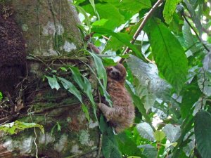 Luiaard in Costa Rica