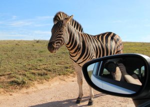 Zuid-Afrika safari Krugerpark zebra