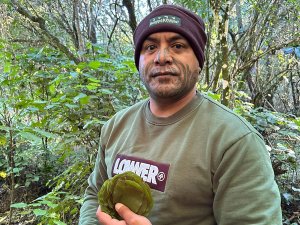 Māori man met gezichtstatoeages houdt een gelaagde groene plant vast in een bos in een natuurgebied in Nieuw-Zeeland