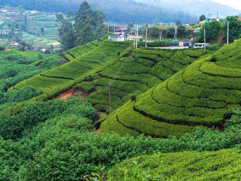 Highland thee plantages in Sri Lanka
