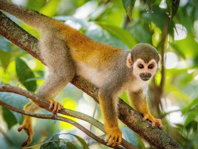 Costa Rica aap