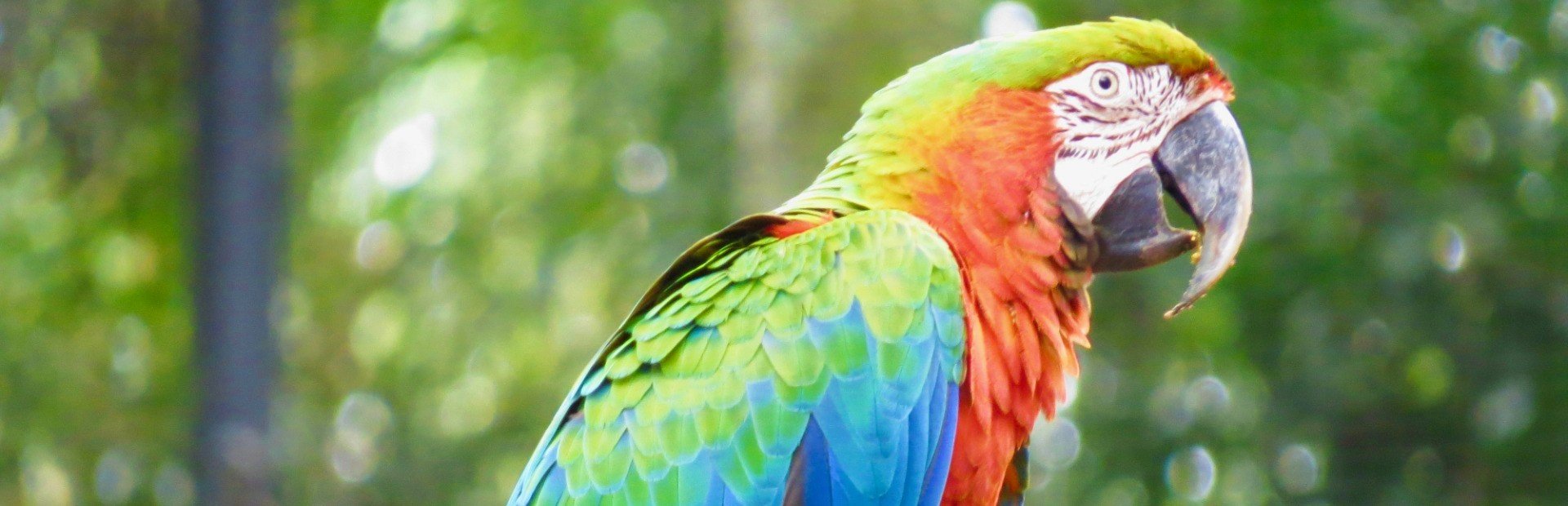 brazilie wildlife