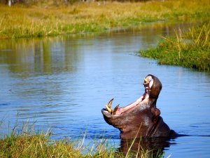 Botswana - Okavango delta - nijlpaard