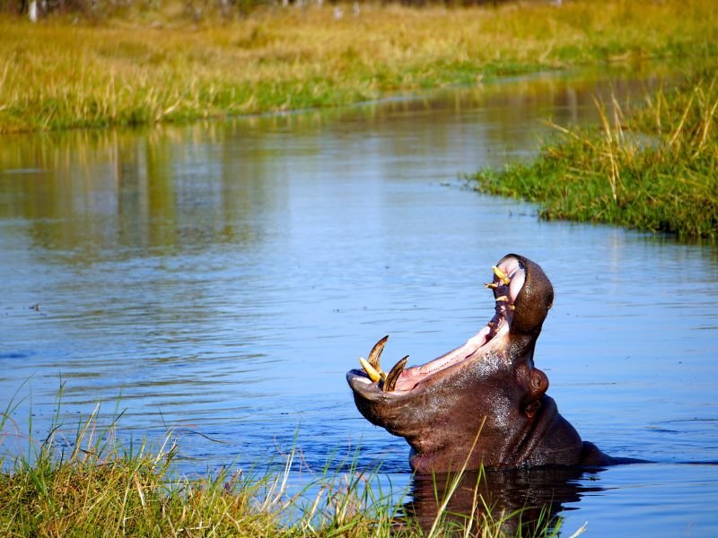 Botswana - Okavango delta - nijlpaard