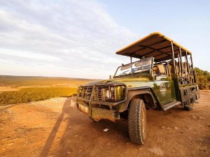 Game drive in Addo Zuid-Afrika