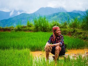 Vietnam Hoang Su Phi Pan Hou rice terraces