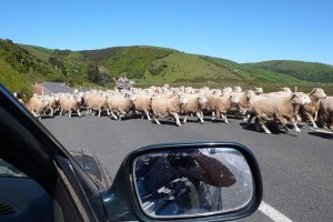 Kudde schapen steekt een landelijke weg over gezien vanuit een auto met een herder op een quad in Nieuw-Zeeland