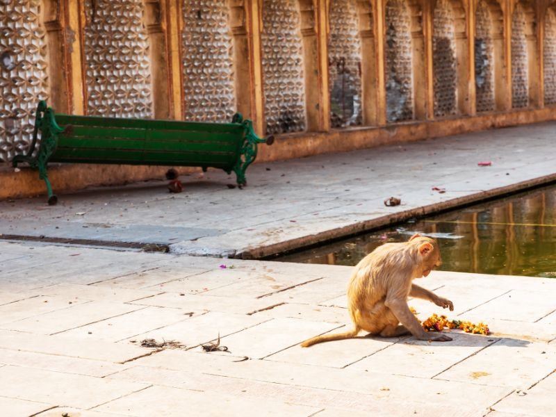 Monkey tempel - India